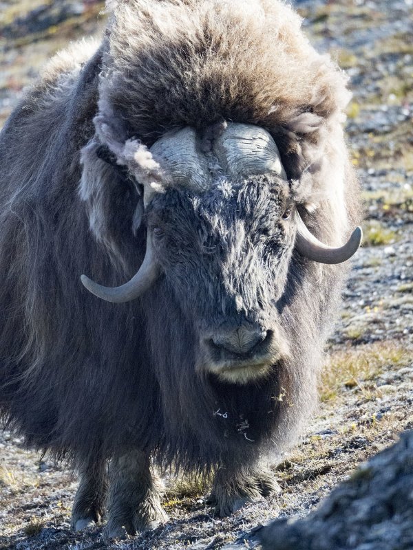 Овцебыки на Аляске