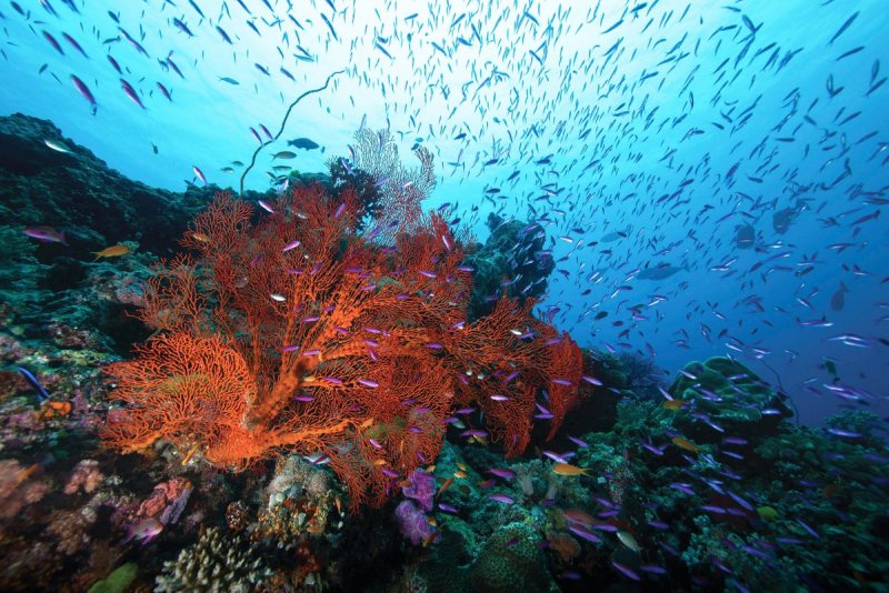 Великий коралловый риф в Австралии