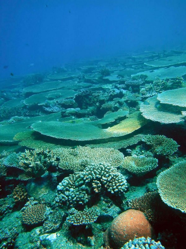 Большой коралловый риф в Австралии
