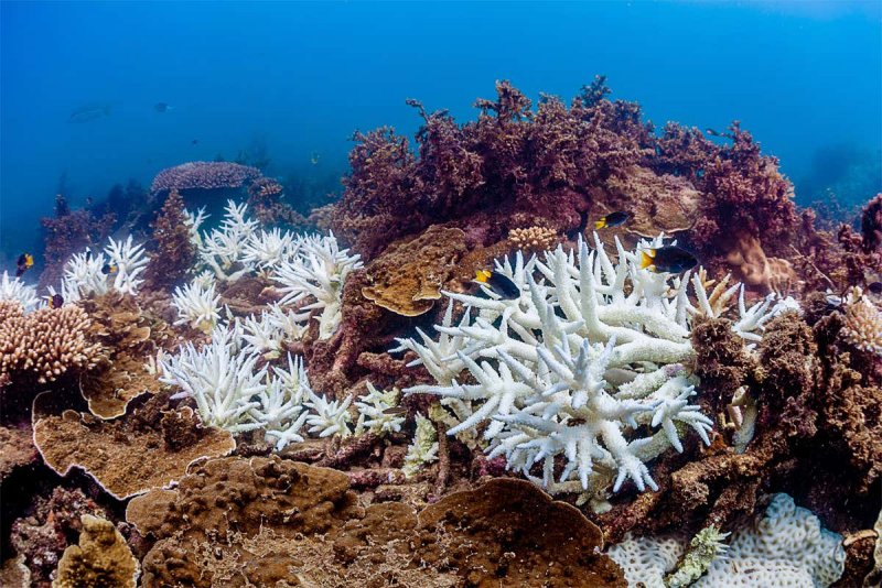 Большой Барьерный риф моллюски