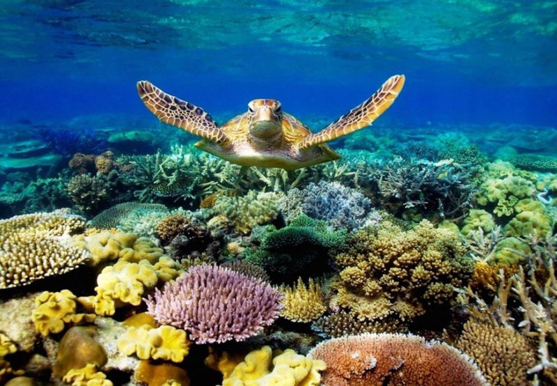 Барьерный риф в Австралии