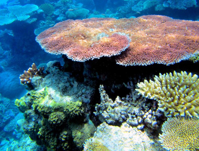Рифы большой Барьерный риф