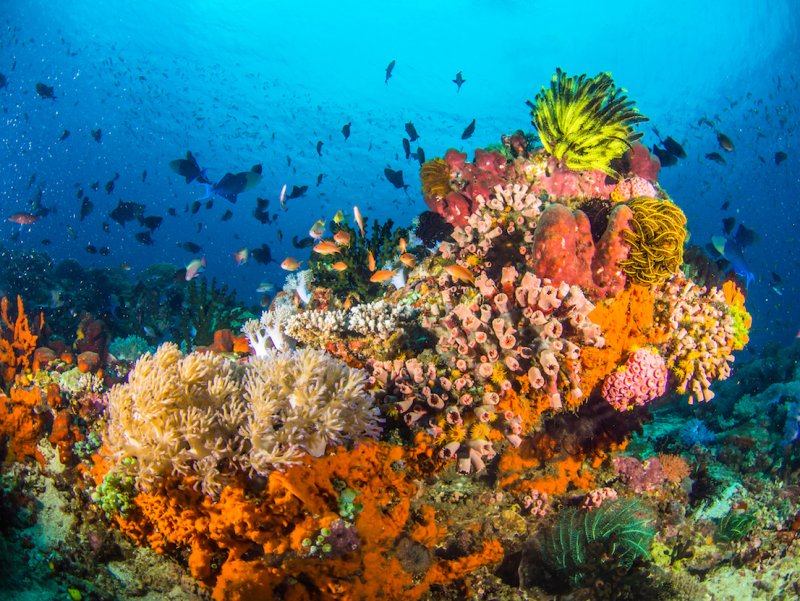 Большой Барьерный риф биоценоз