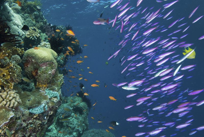 Коралловые рифы большой Барьерный риф