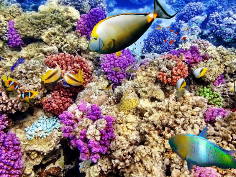 Большой барельефный риф Австралия