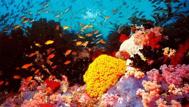 Чудеса кораллового рифа