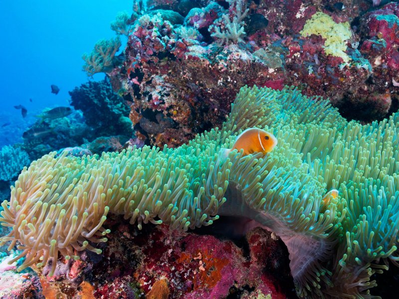 Большой Барьерный риф Флора и фауна