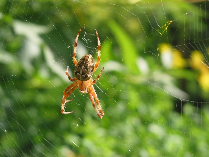 Достопримечательности Австралии пауки