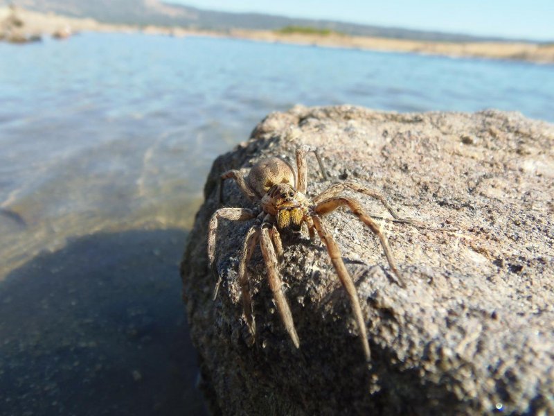 Нашествие пауков в Греции