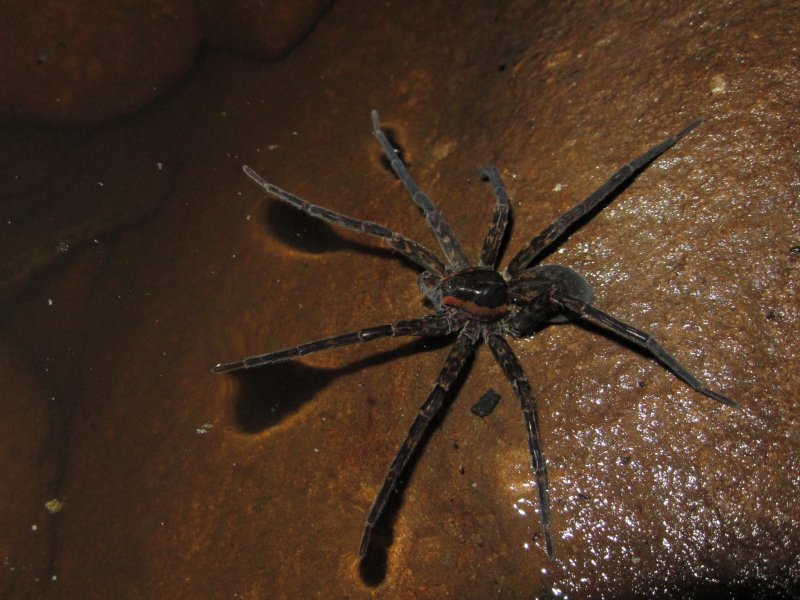 Черногорский паук