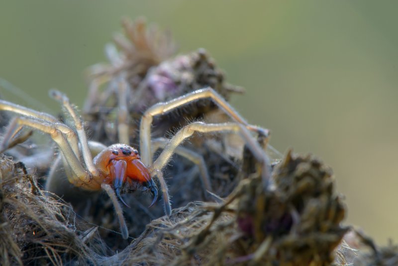 Caerostris darwini паук