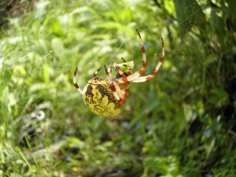Гигантский крабовый паук Sparassidae