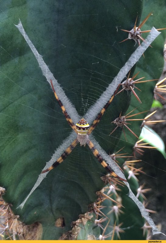 Гигантский паук в Китае