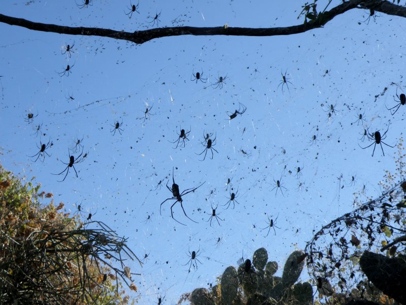 Остров пауков в Австралии