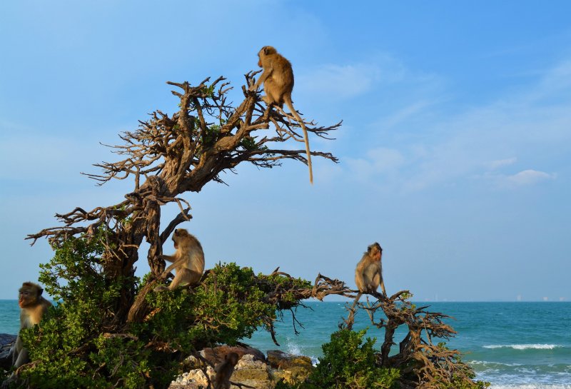 Парк «остров обезьян» в Летисии