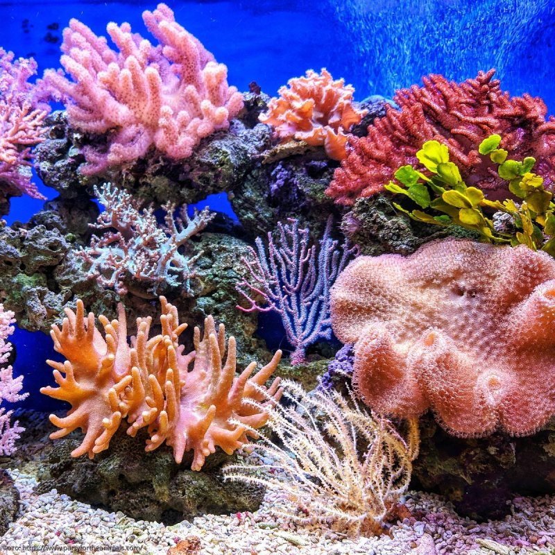 Коралловый риф Туббатаха