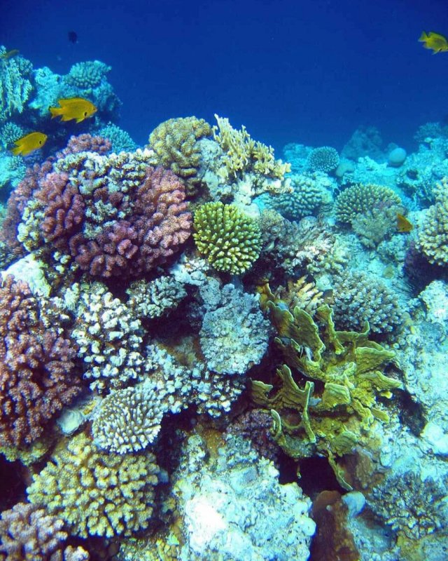 Coral Reef ecosystem