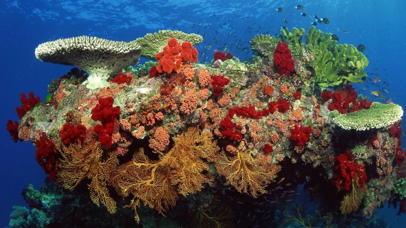 Мезоамериканский риф