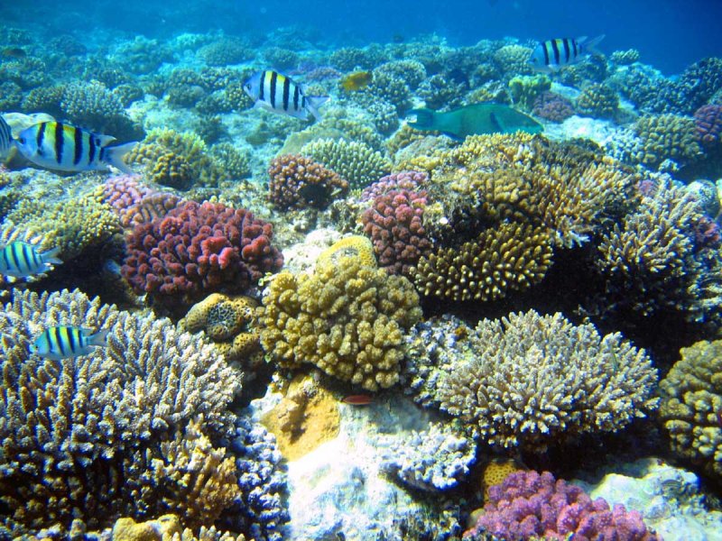 Коралловый риф Ямайка