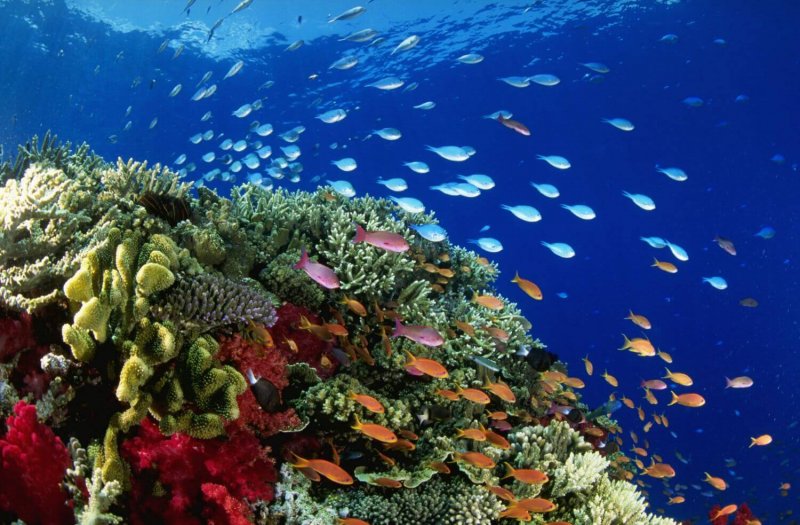 Коралловый риф Хиккадува