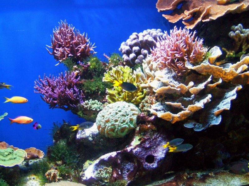 Коралловые рифы Персидского залива