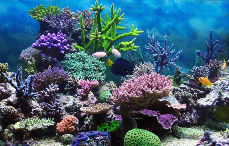 Занзибар коралловые рифы