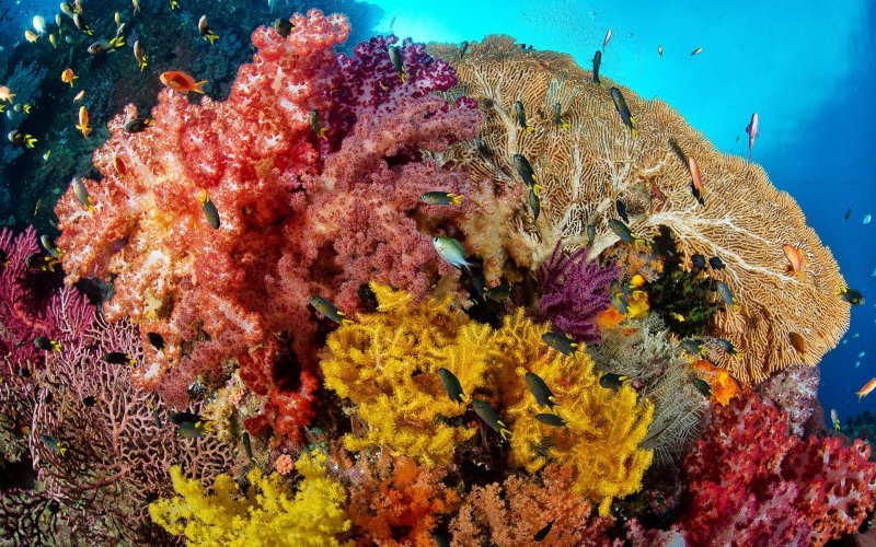 Раджа Ампат подводный мир