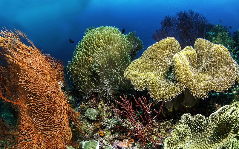 Коралловые рифы и Атоллы