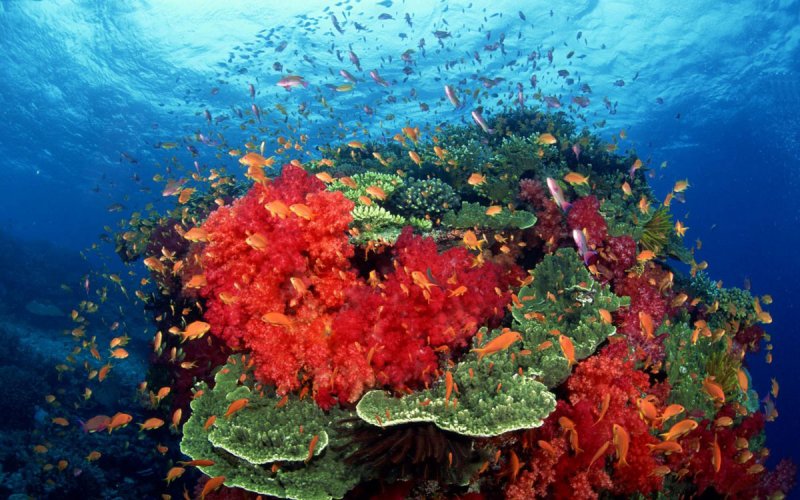 Коралловые полипы рифы