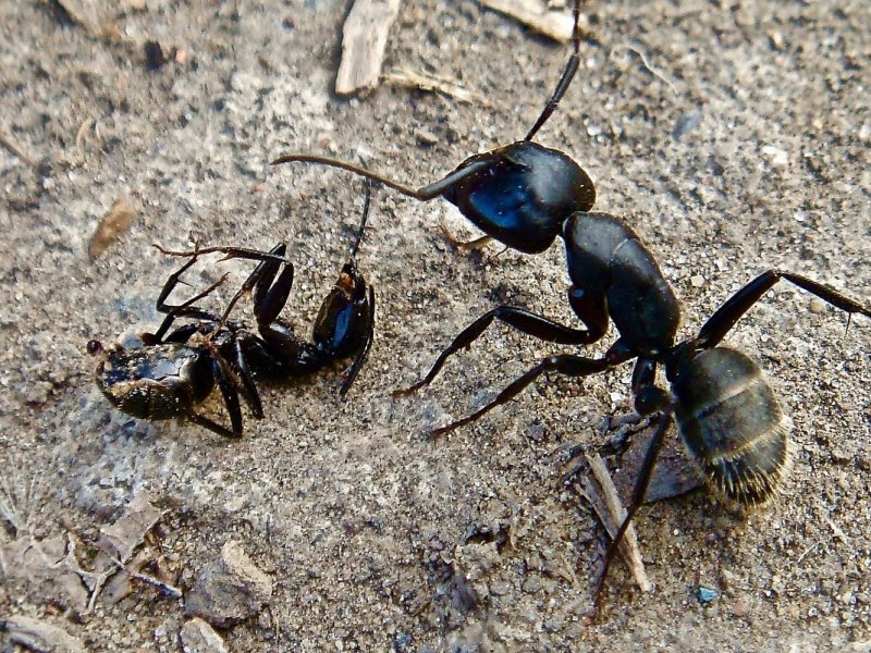 Camponotus armeniacus