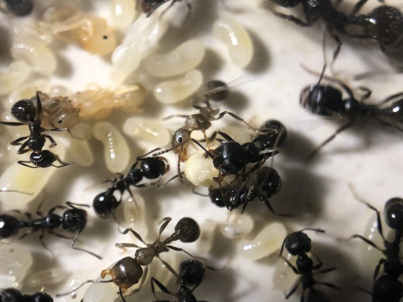 Картина из муравьев