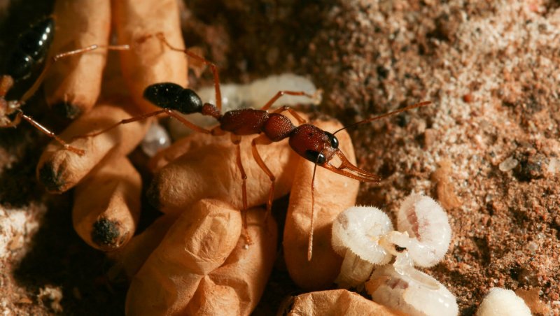 Мертвая матка муравьев