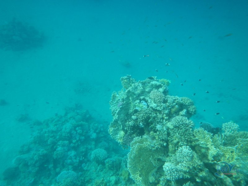 Остров тиран рифы