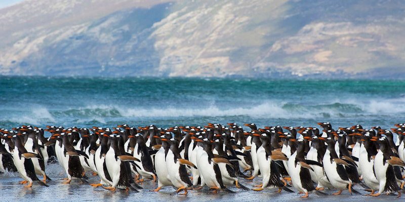 Порт Стэнли Фолклендские острова пингвины