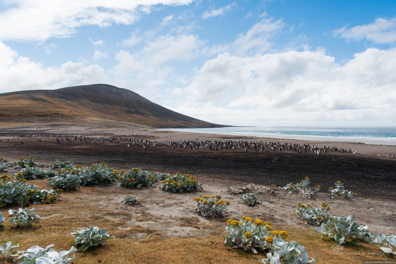 Фолклендские острова животные и растения