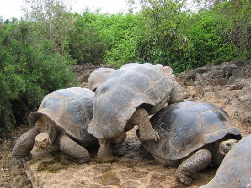 Альдабрские черепахи на Сейшелах