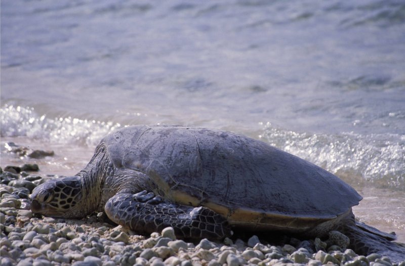 Остров Пасхи черепахи