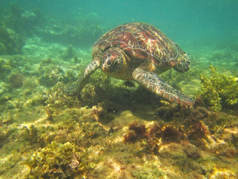 Остров черепах, Фиджи
