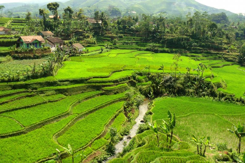 Суматра остров рисовая плантация