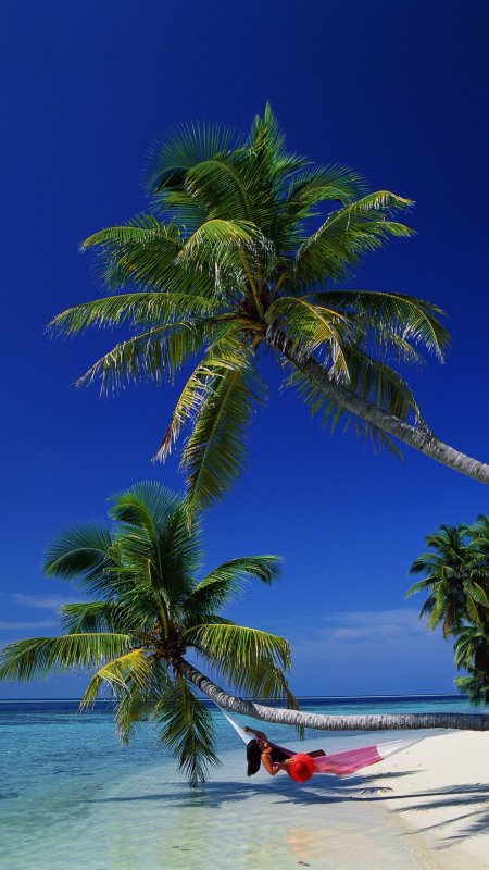 Море пальмы