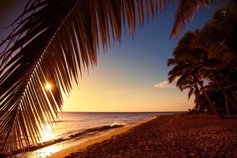 Берег моря с пальмами