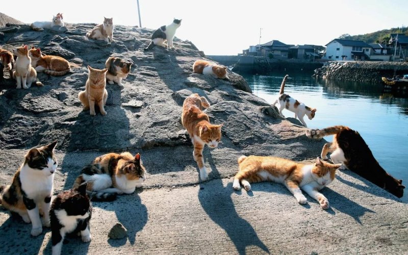 Остров Тасиро остров кошек