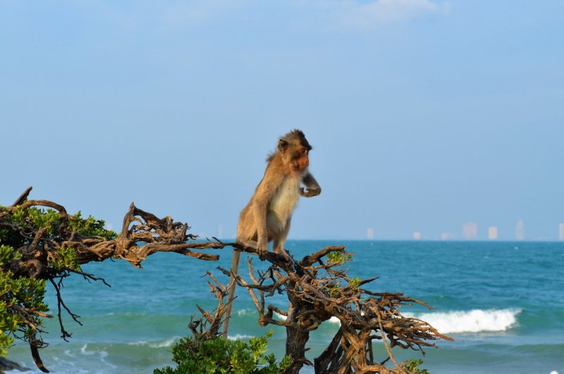 Вьетнам остров Фукуок обезьяна