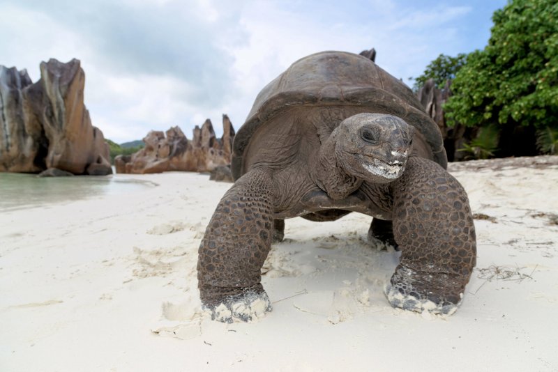 Остров Альдабра Сейшелы черепахи