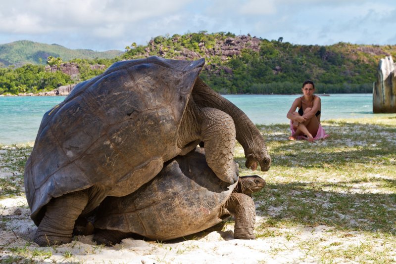 Черепахи на Сейшельских островах