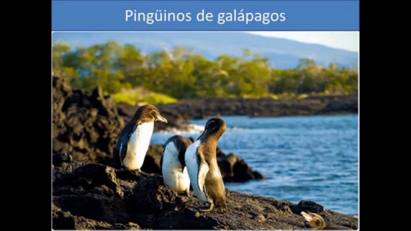 Пингвины на Галапагосах