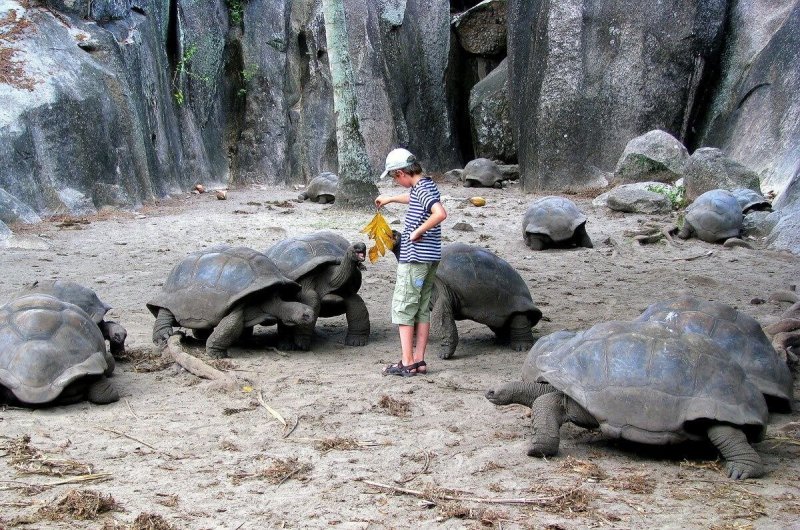 Черепахи на Сейшельских островах