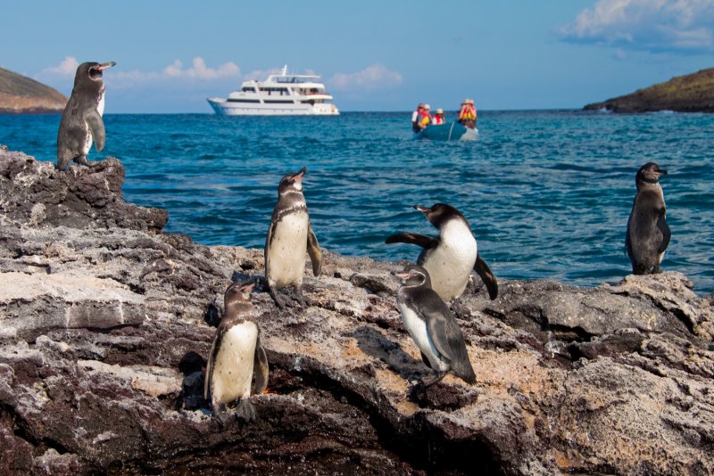 Национальный парк Галапагосских островов, Эквадор пингвины
