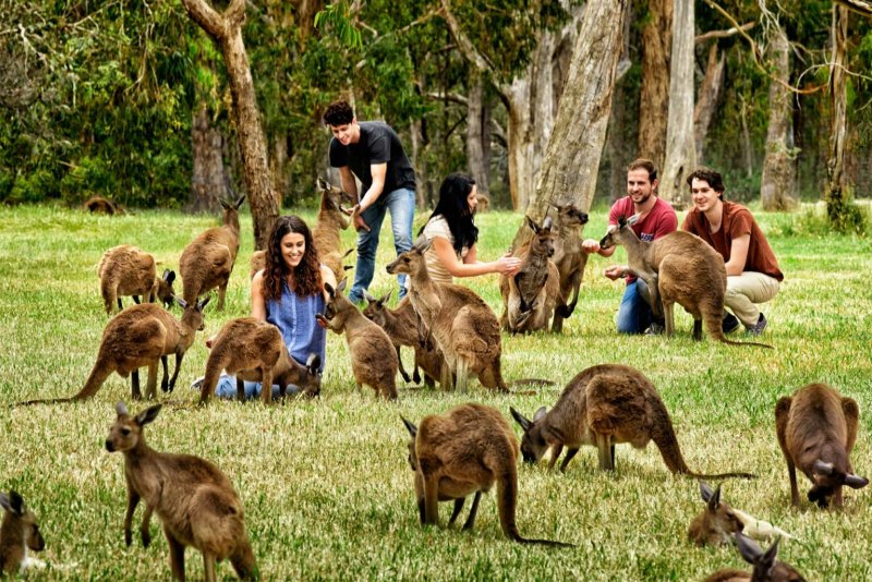 Парк кенгуру в Австралии