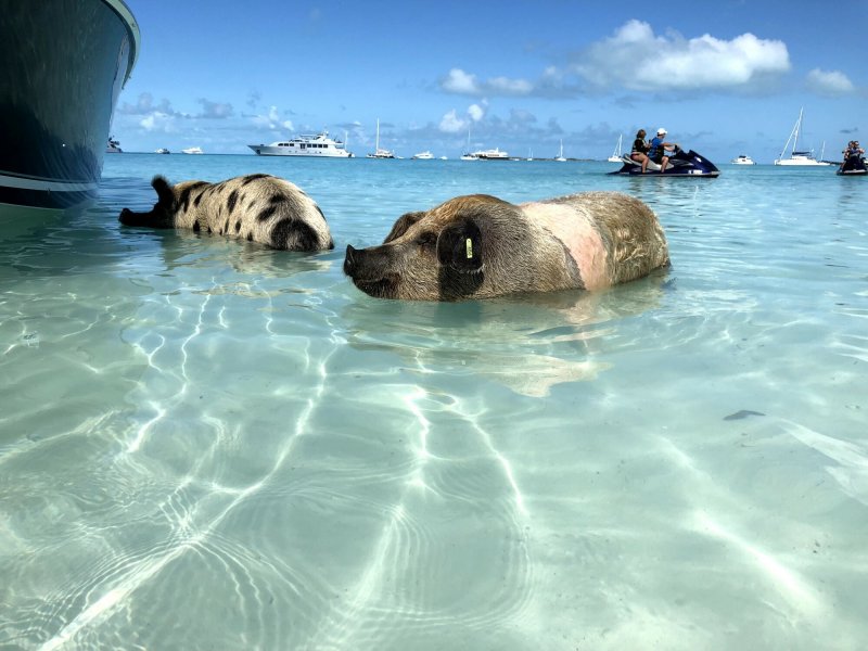 Морские свинки Багамы